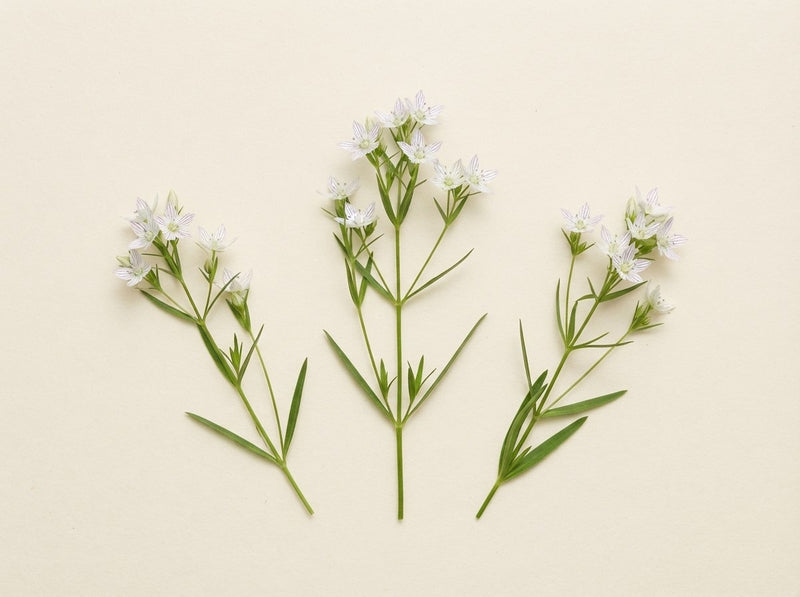 Swertia japonica